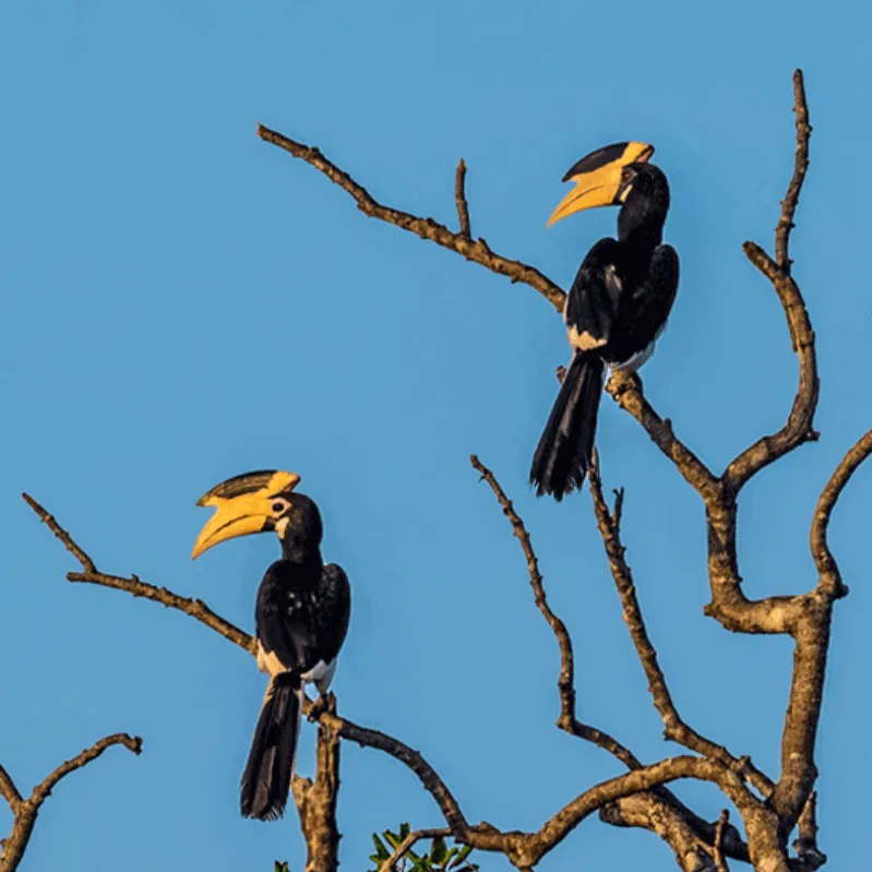 Kumana Bird Watching