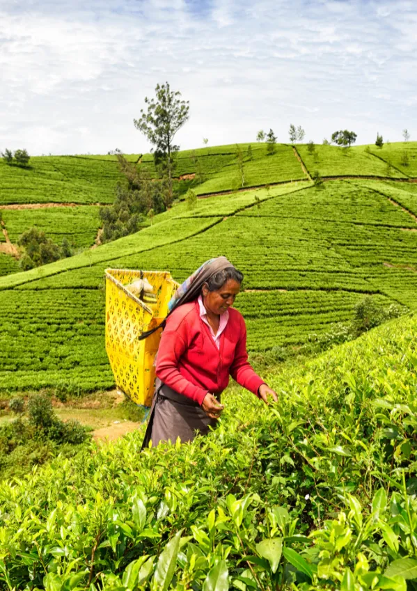 Nuwara Eliya Day Tour