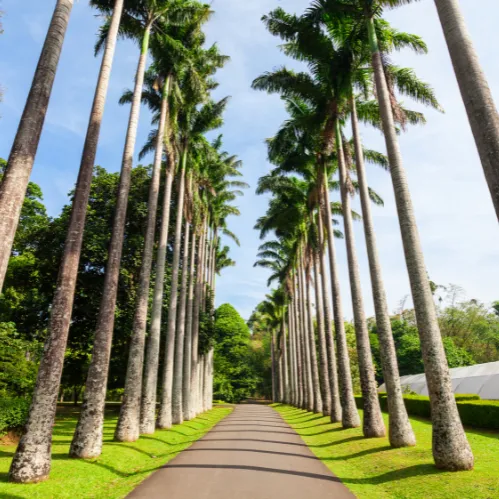 Peradeniya Botonical Garden