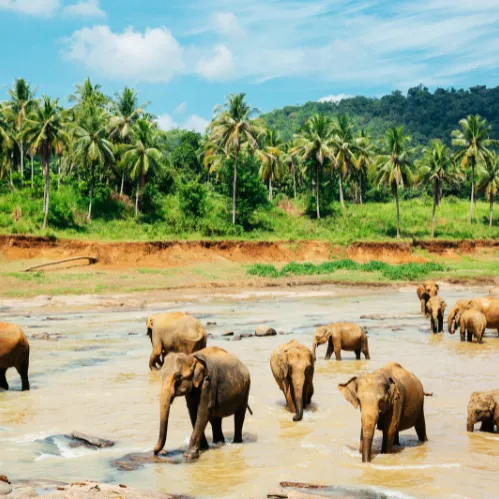 Pinnawala Elephant Orphanage