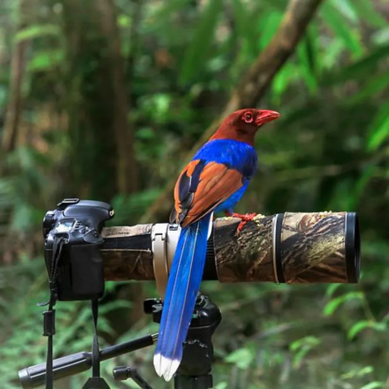 Sinharaja Bird Watching