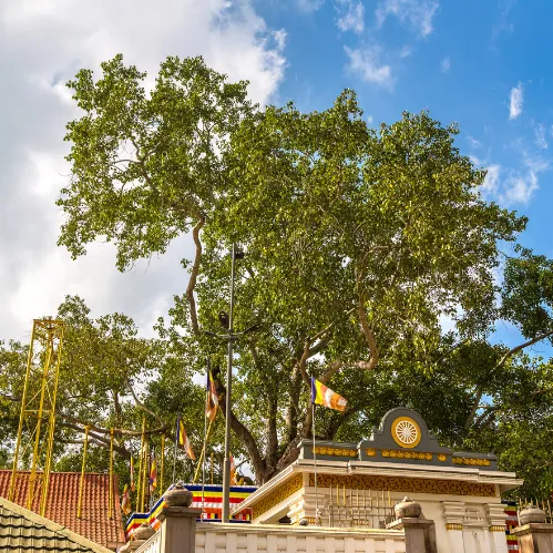 Sri Maha Bodhi