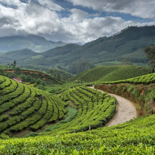 Tea Plantation