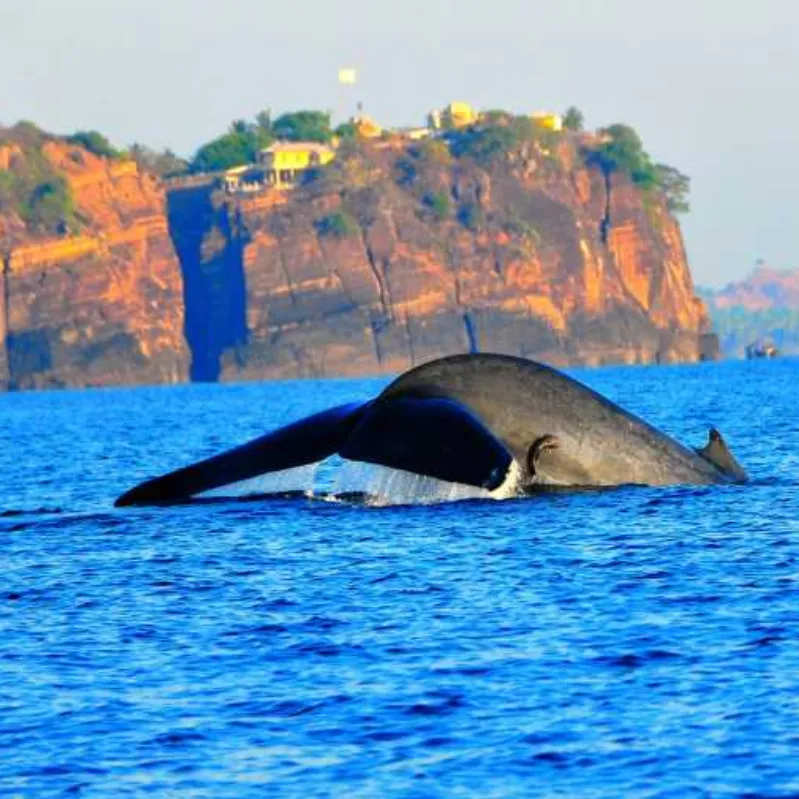 Trincomalee dolping watching