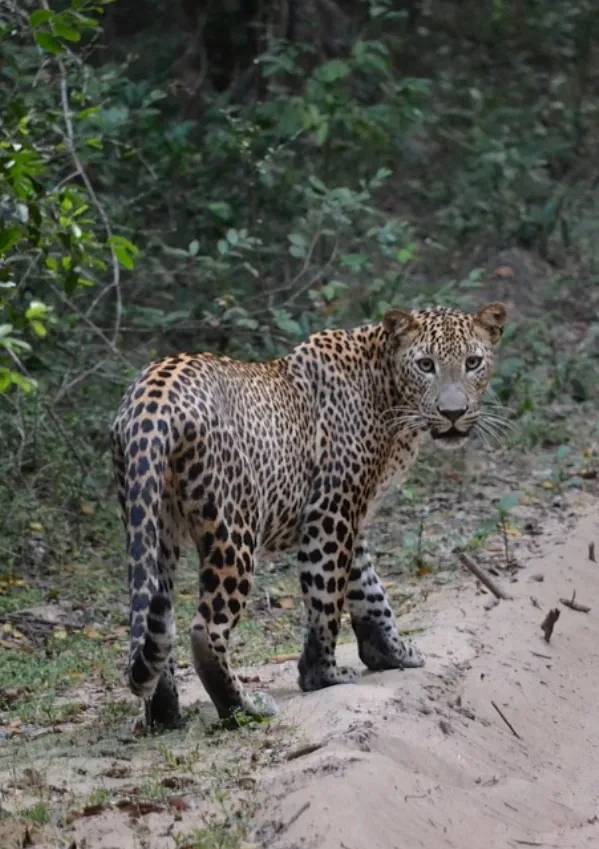 Wildlife Tours in Sri Lanka _ Sri Lankan Safari