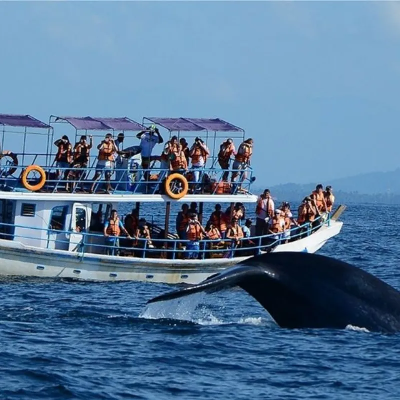 whale watching mirissa